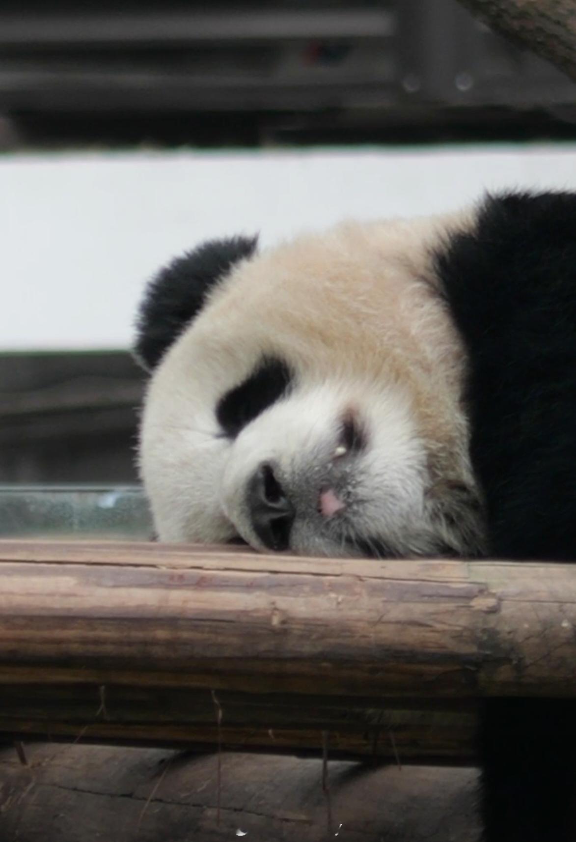 渝可渝爱睡觉觉～🐼 