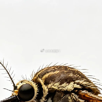 嗡嗡嗡嗡嗡嗡嗡嗡嗡嗡 