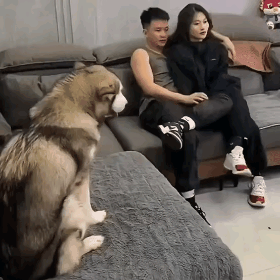 夫妻守着狗秀恩爱，🐶却不好意思了。