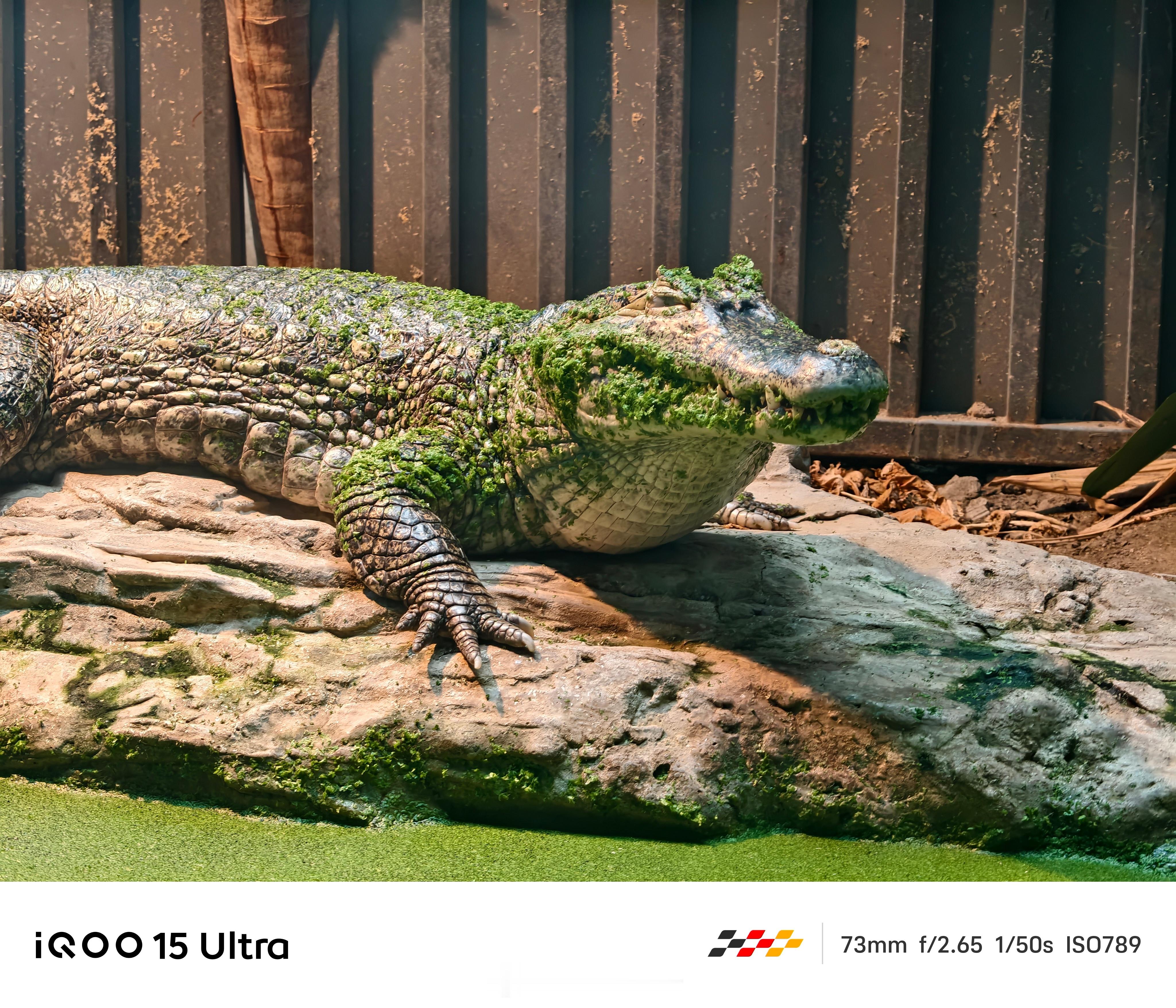 iQOO15 Ultraiqoo好用 谁说手机拍不好爬行馆？iQOO 15 Ul