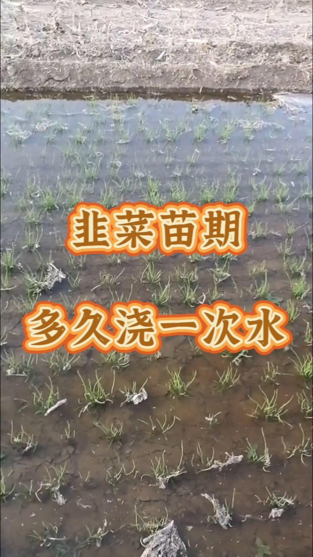 韭菜苗期浇水有讲究，浇水浇不对，轻则减产，重则毁苗。

1️⃣韭菜播种后，出苗前