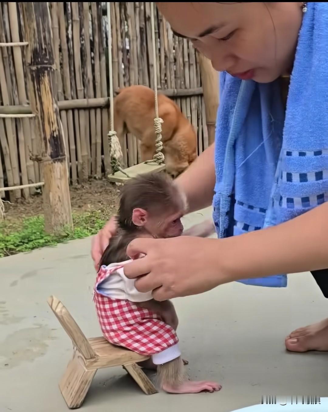 小猴子没有了爸爸妈妈是阿姨喂奶把它养，家中狗狗也很照顾它平常与它生活在一起。