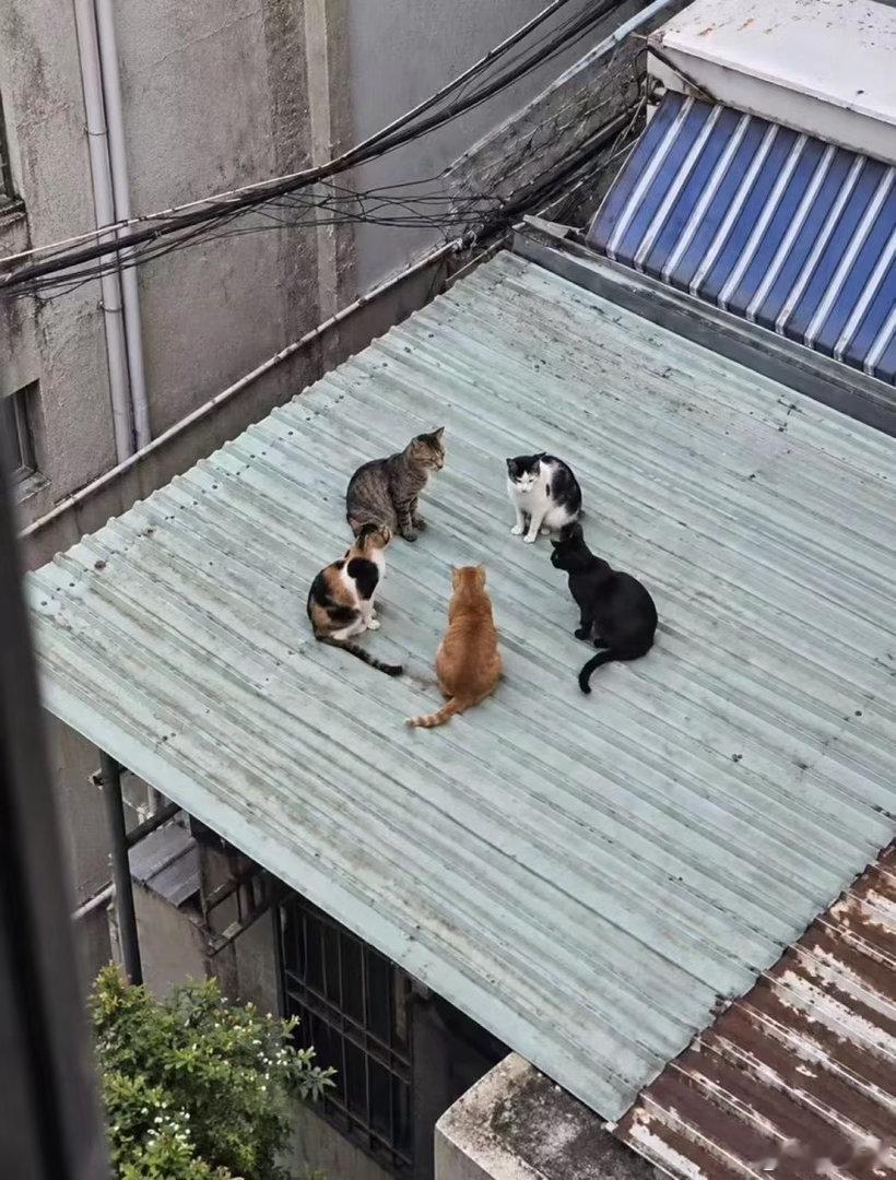 第不知道多少次方顶会议 ​​​