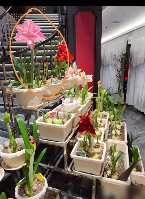 谁懂啊！刷到辽宁姑娘养1000多棵朱顶红的视频，我眼睛都直了！客厅阳台全是她的“