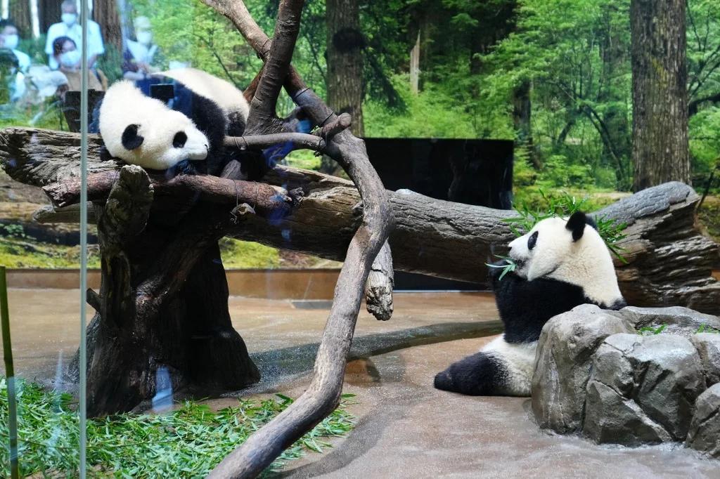 跟中国没谈拢，日本将归还旅日大熊猫，回归祖国怀抱。
12月15日，上野动物园对外