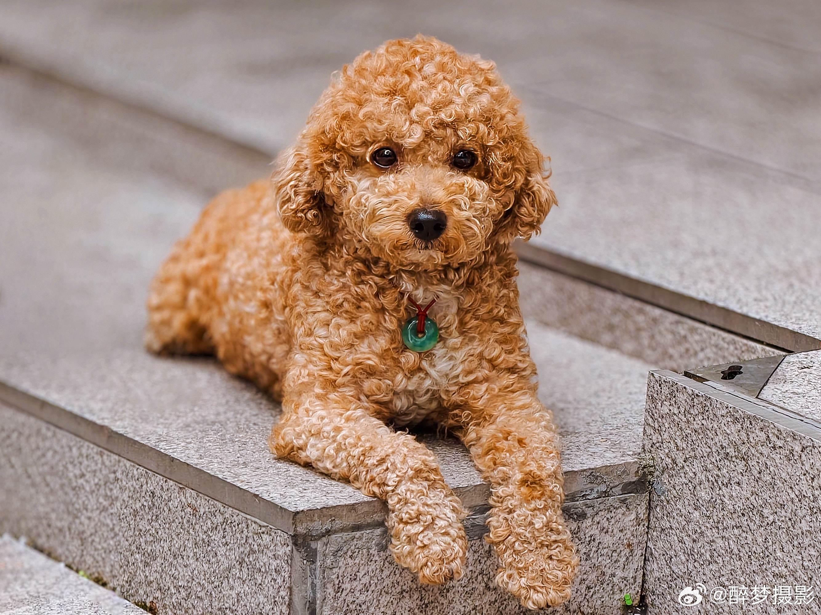 那日街头偶遇戴平安扣的贵宾犬（泰迪）毛茸茸的小卷毛 简直是行走的可爱棉花糖~手机