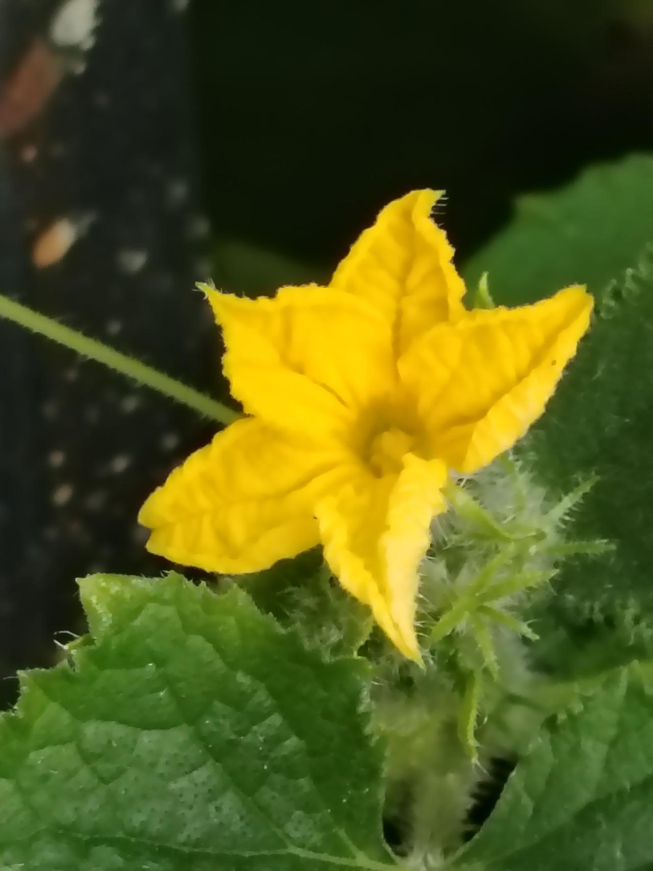 黄瓜开花也美丽