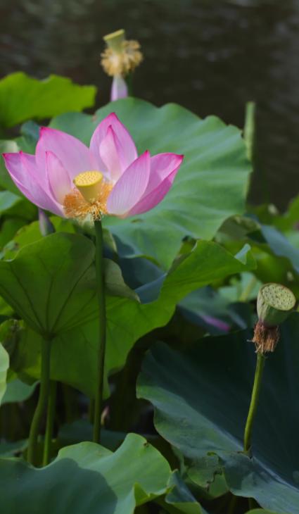 IMF发出警告：世界正滑向债务悬崖！
亲爱的朋友们大家好，我是海林小百科！今天我