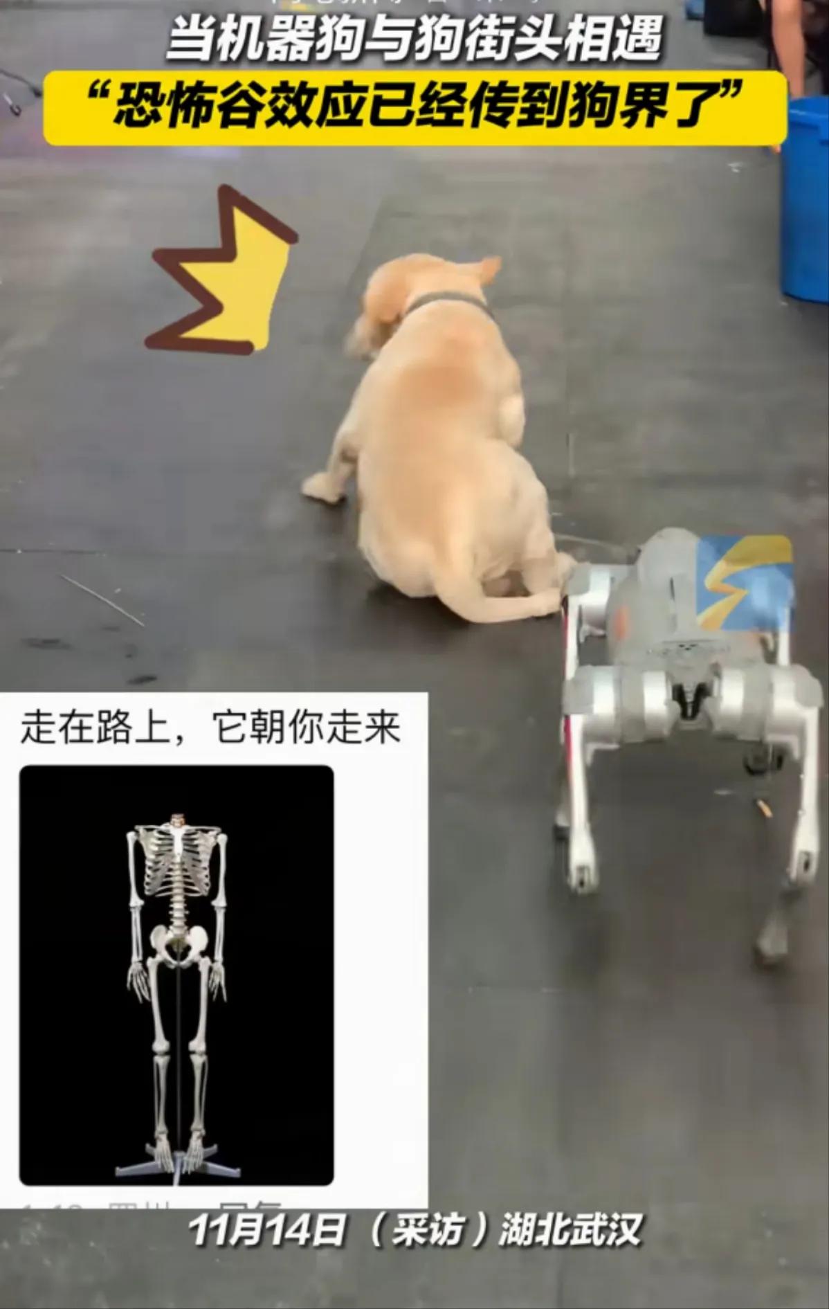 买个机器狗去吓狗

近日，看了个视频挺逗，一个小姐姐在网上买了一只机器狗，就经常