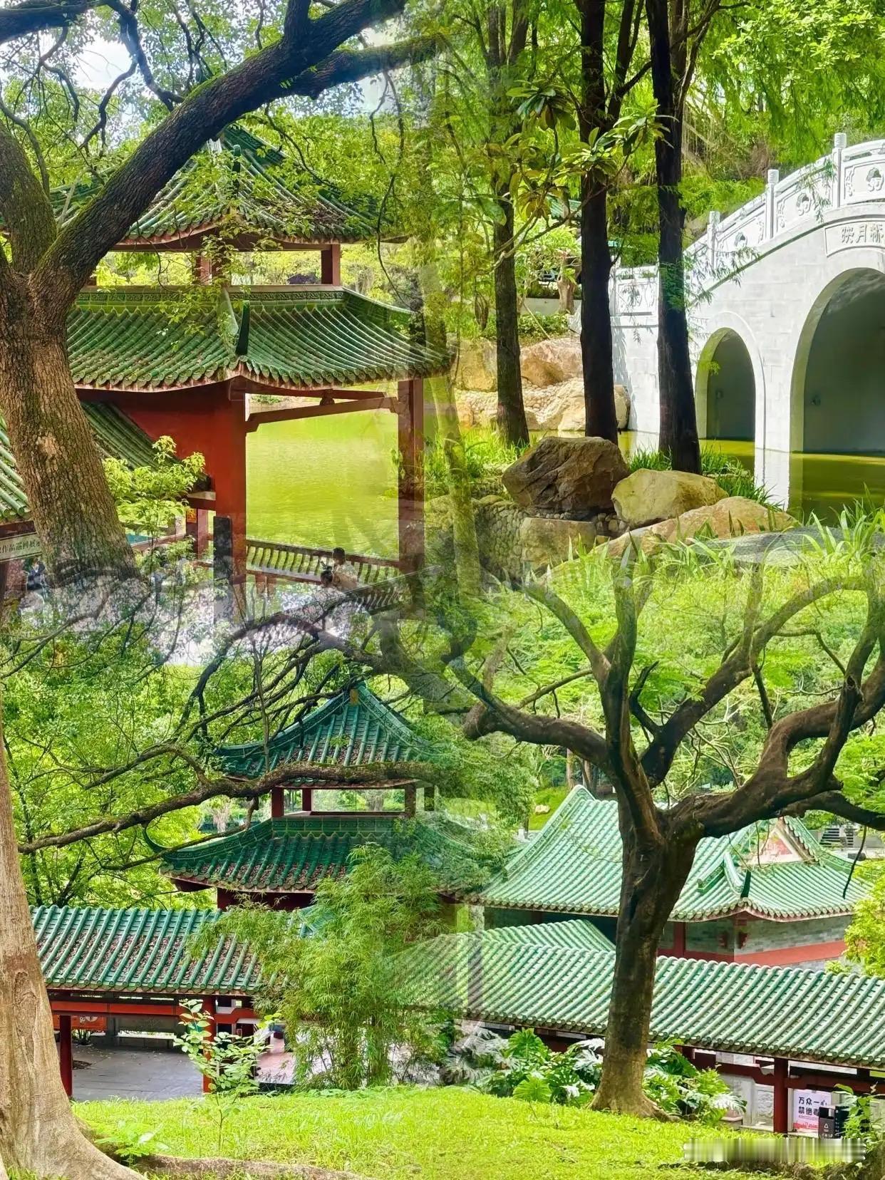 鹧鸪天 · 仲夏旗峰游

徒步旗峰林道幽，
绿榕枝叶影湖柔。
翩跹白鹭清波舞，