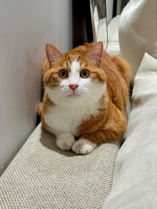 不用去埃及，家里就有狮身猫面相