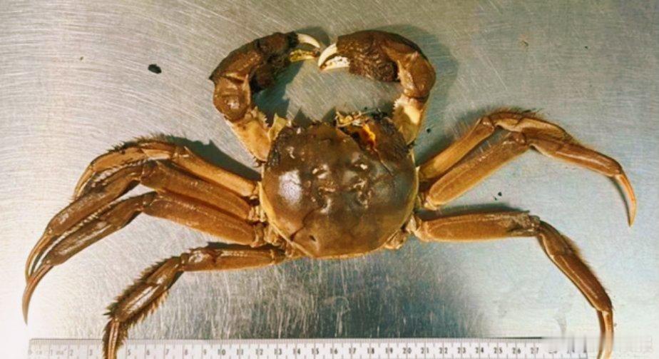 一只大闸蟹引发美国一州恐慌 这只中华绒螯蟹太会“偷渡”啦！估计是跟着船舶压舱水漂