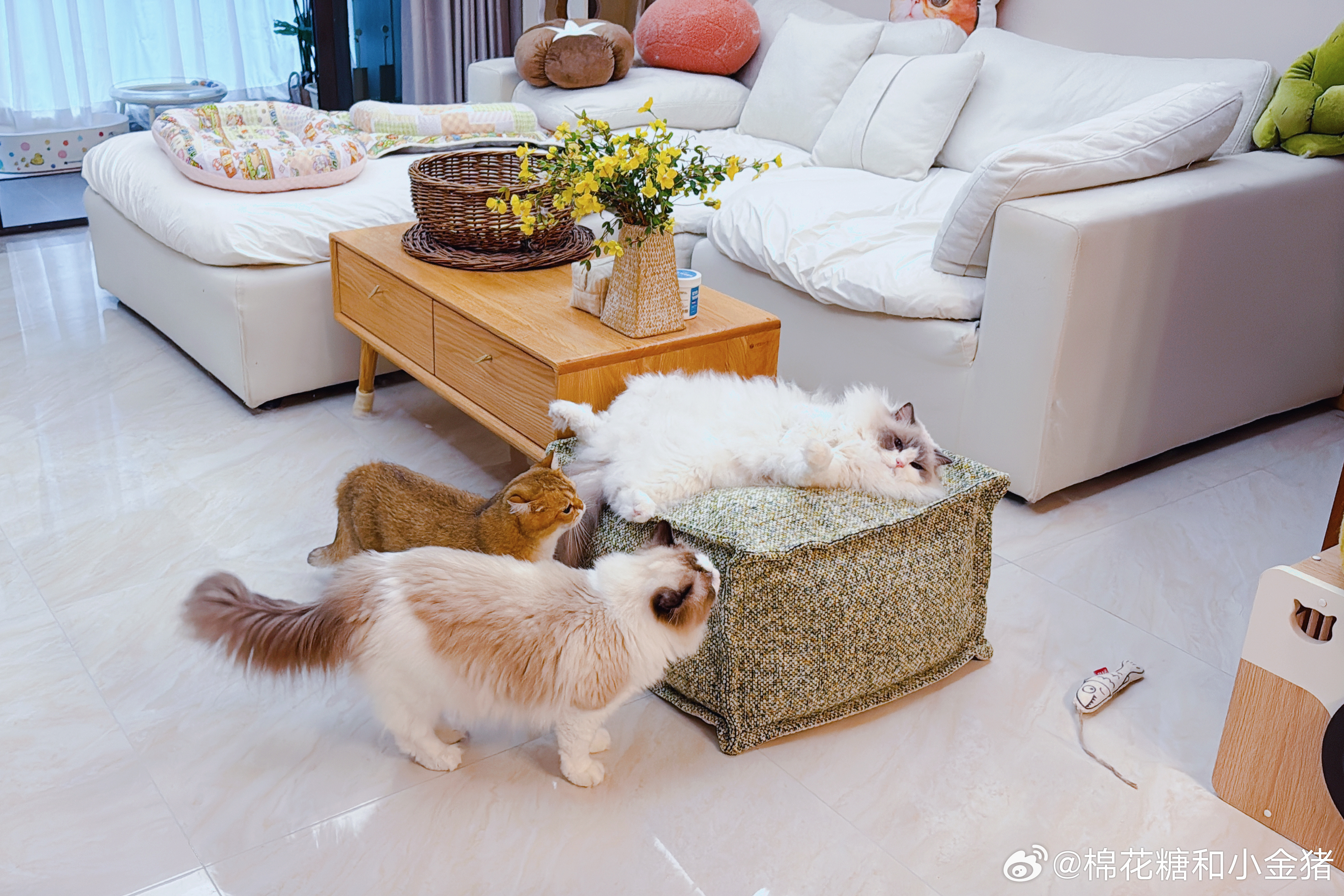 你们以为v总只抢猫窝吗？我给我自己买的新小沙发，已经变成他的了。 