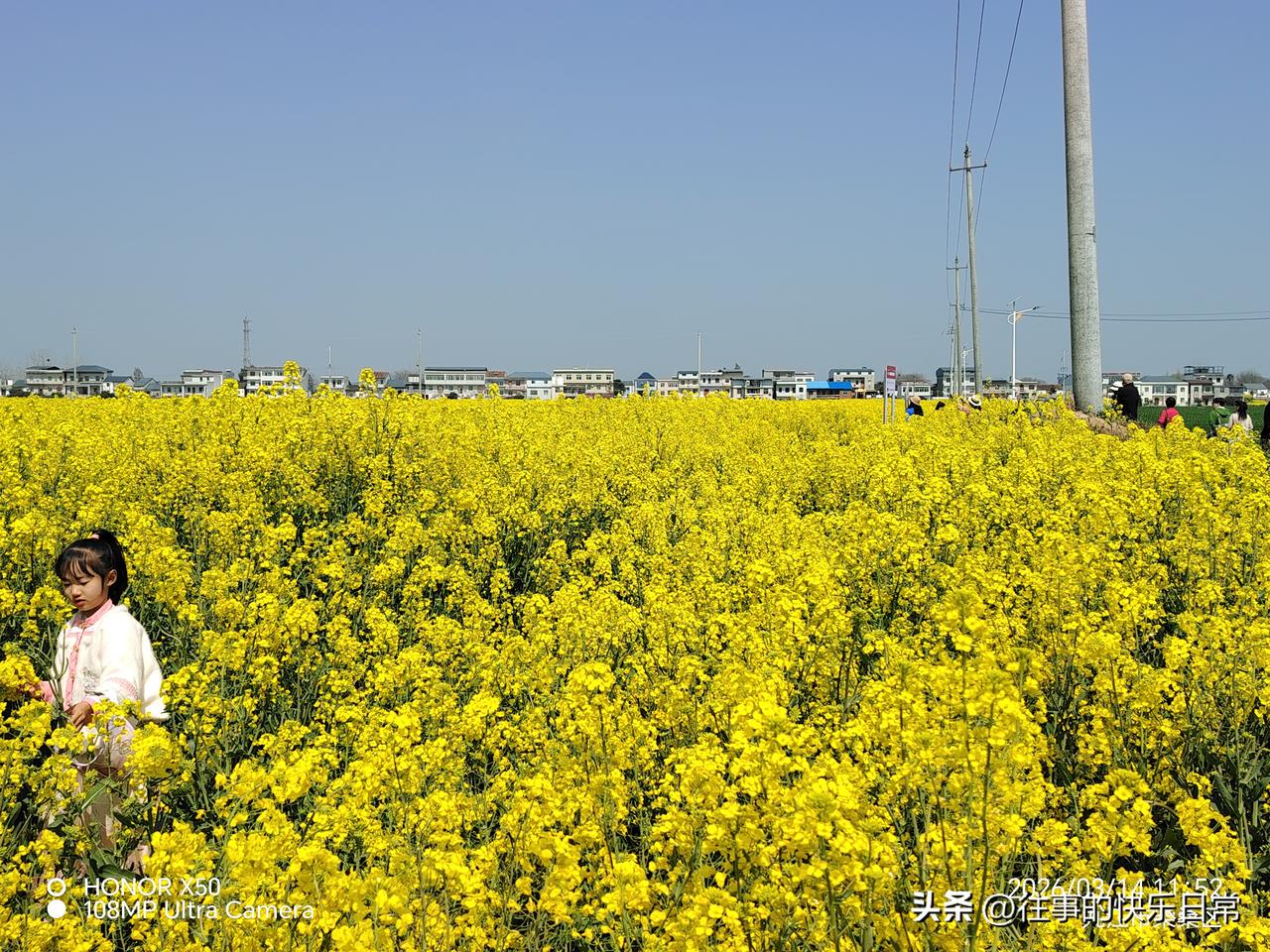 新年爱好打卡大片的油菜花“新年爱好打卡”
