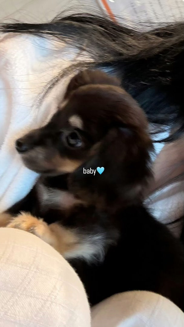 宁艺卓养狗了宁艺卓有狗了 baby～🩵 