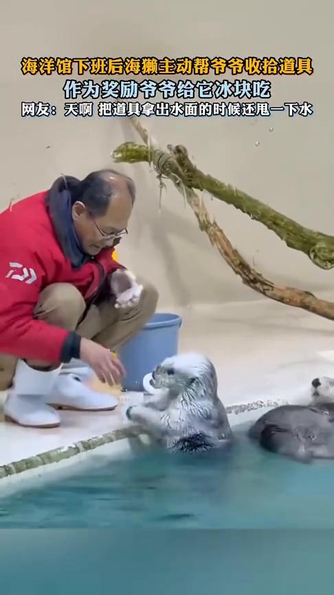 海洋馆下班后海獭主动帮爷爷收拾道具，作为奖励爷爷给它冰块吃。
网友：天啊，把道具