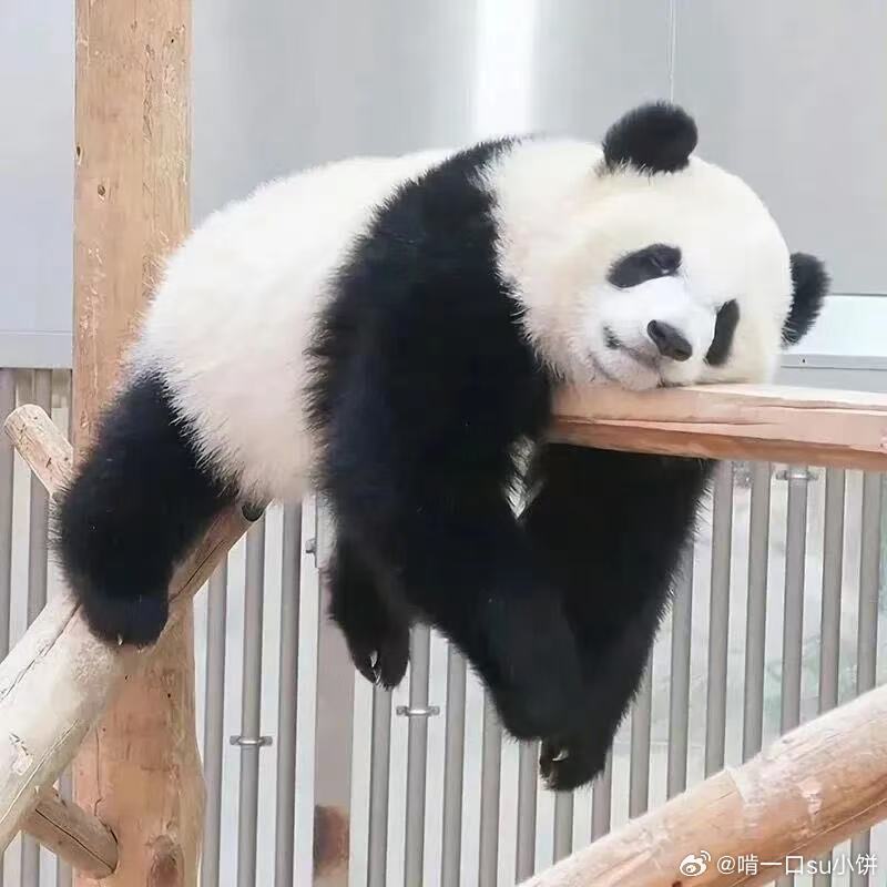 不投喂是对动物最大的善意网络热议生物多样性保护，5月22日共同奔赴护生之旅。很多