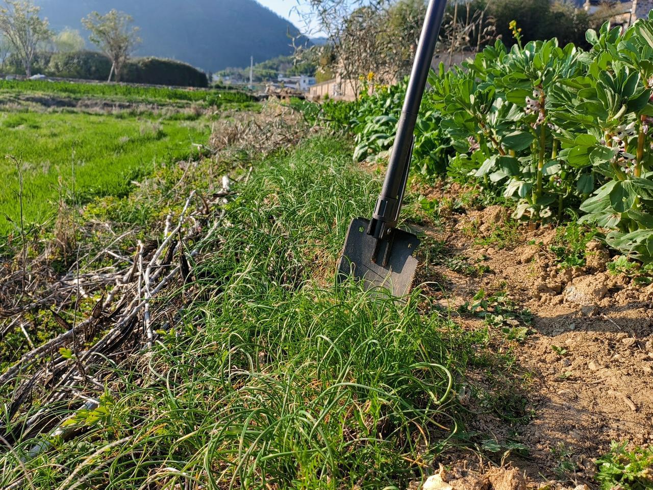 【原创】
黄山黟县碧山村
挖，薅，炫耀
​谁能拒绝一碗野蒜肉沫拌饭[得意][得意