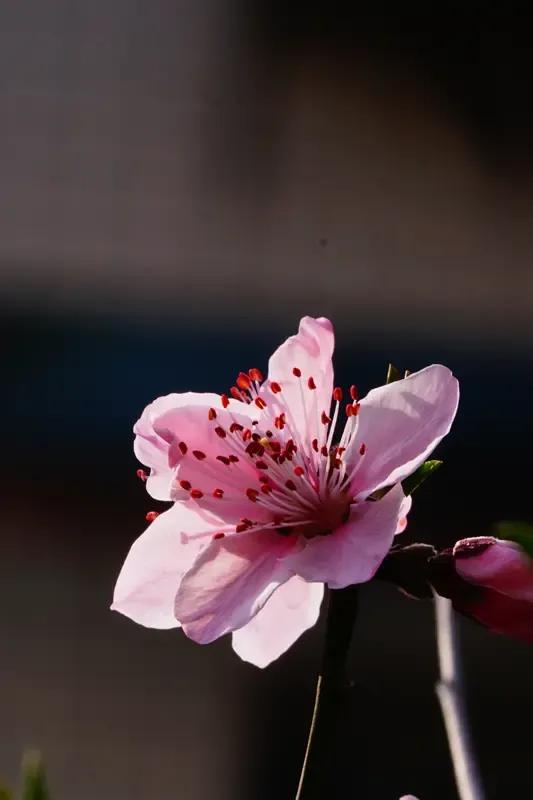上：桃花作画风题字，
下：杏子吟诗雨唱词。