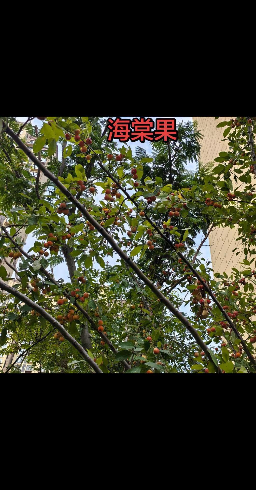 吃起来还是有点shai