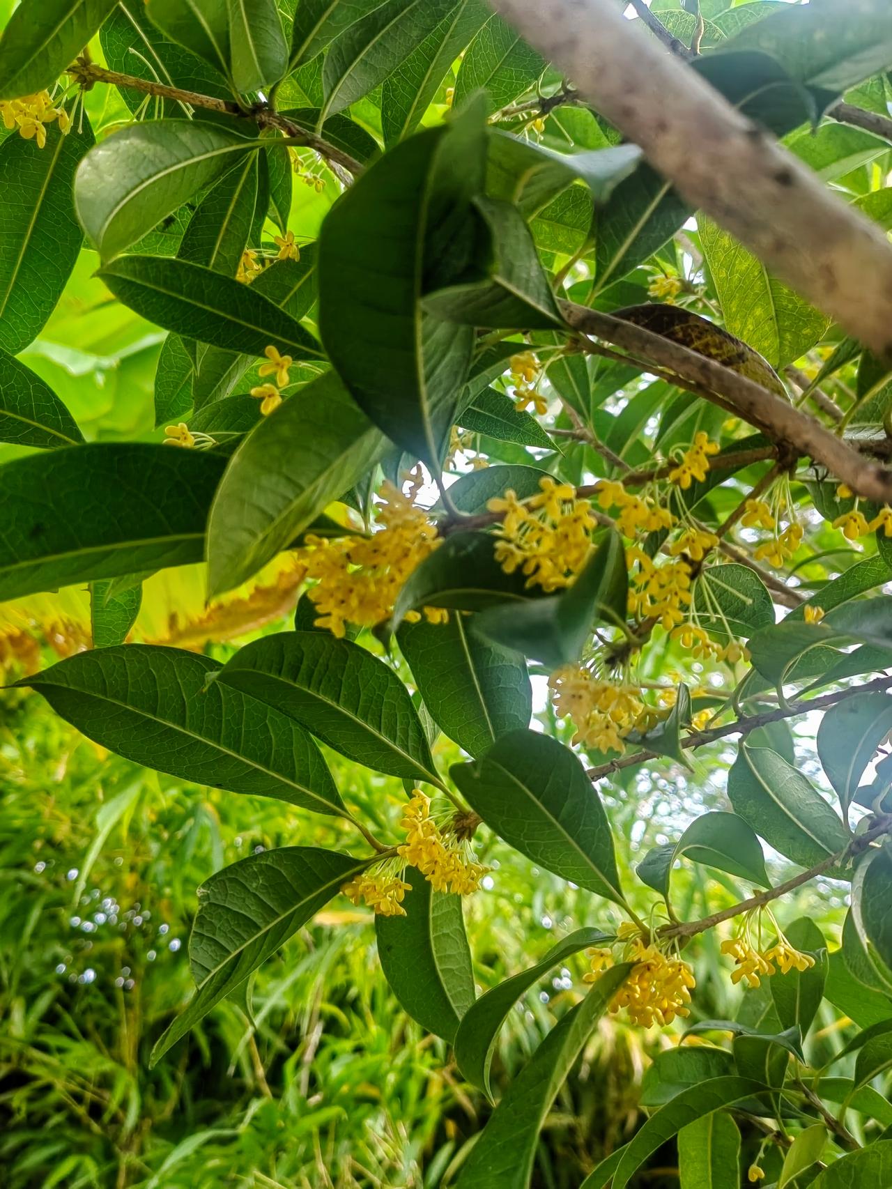 趁着桂花还开，桂花蜜做起来（附做法）
开的正好的桂花做桂花蜜可真香啊