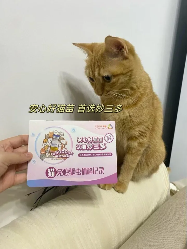 猫猫我啊今天去打猫咪疫苗没有哭哦