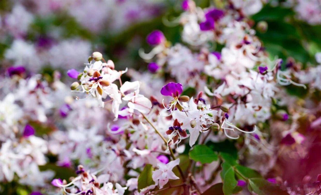 春深似海，温柔依旧，花期将尽，人间依然值得～ 