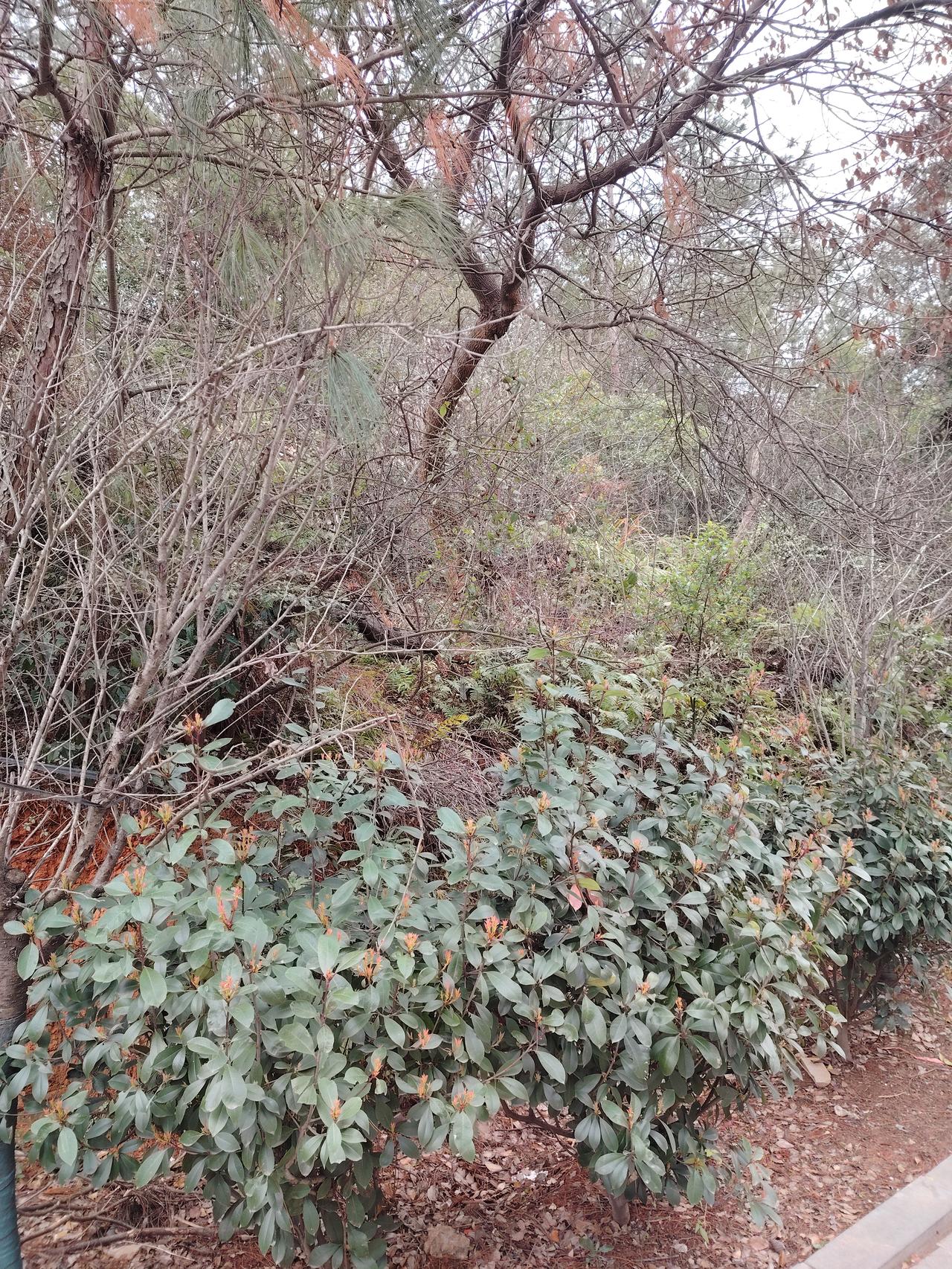 元宵节回老家，按习俗去给祖坟送灯，这葱葱莽莽的杂树、野草早就长满了坟山，又要开始