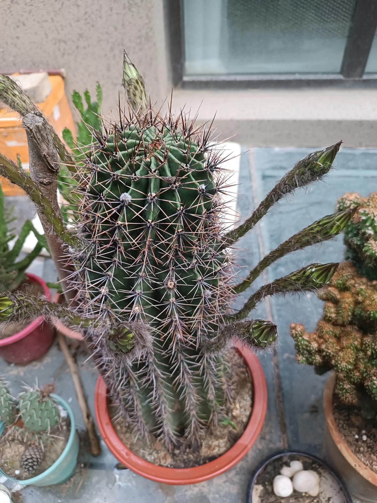 养了十几年的仙人球，把短暂花开熬成了半年浪漫
 
这盆陪了我十几年的老仙人球，今