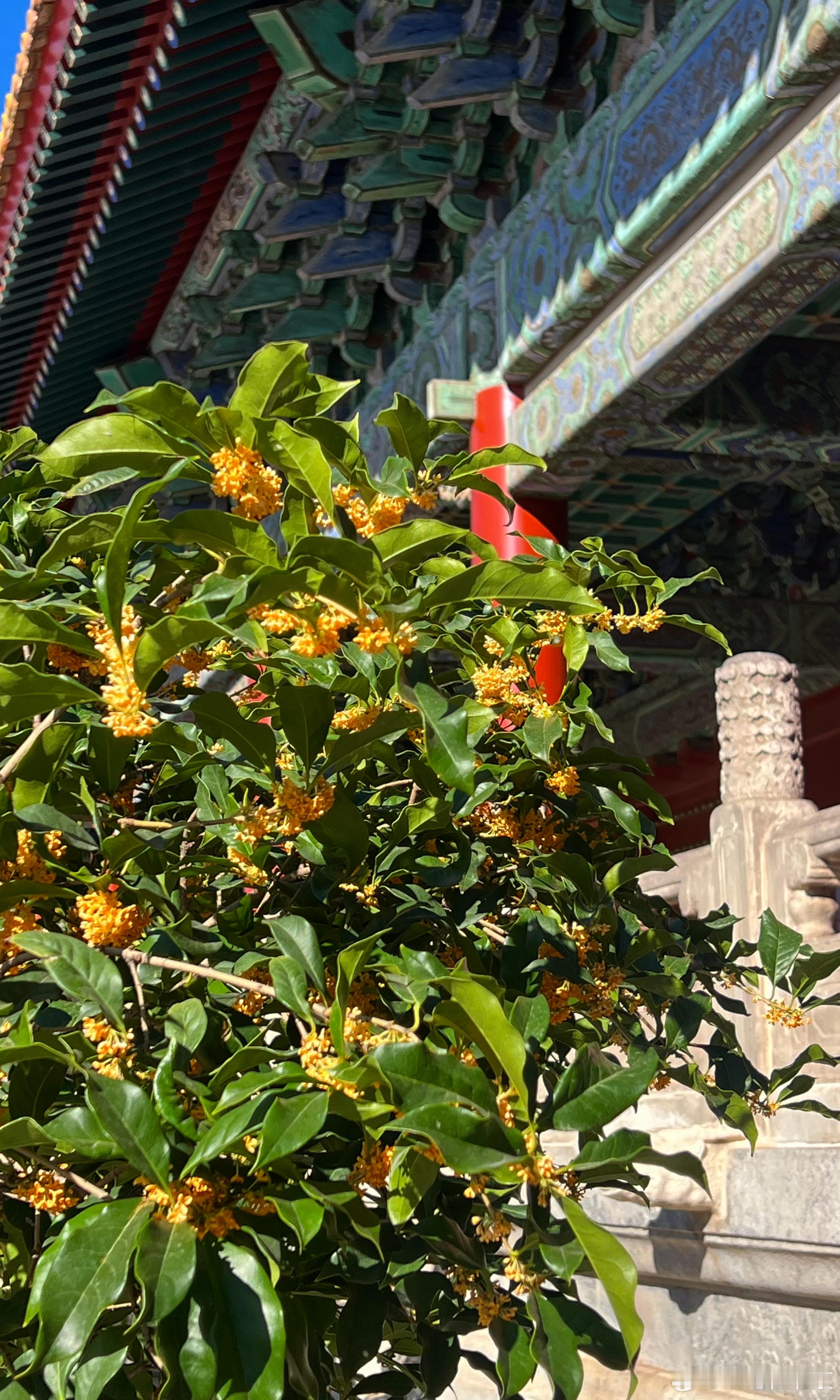 大美中国北京的秋色 太庙（劳动人民文化宫）桂花香打卡美丽的中国超话 北京·劳动人