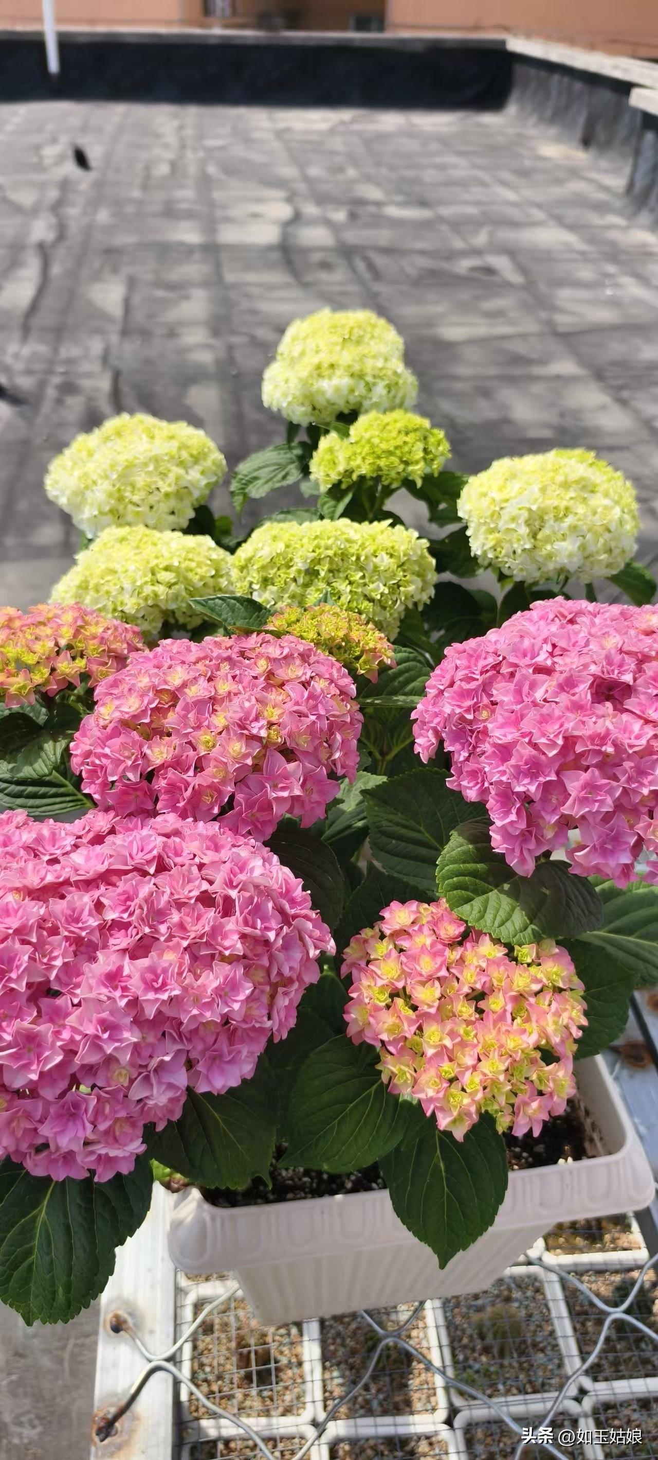 瞧那一片绣球花海，颜色丰富得像打翻了调色盘。有清新淡雅的蓝色，仿佛把天空的宁静都