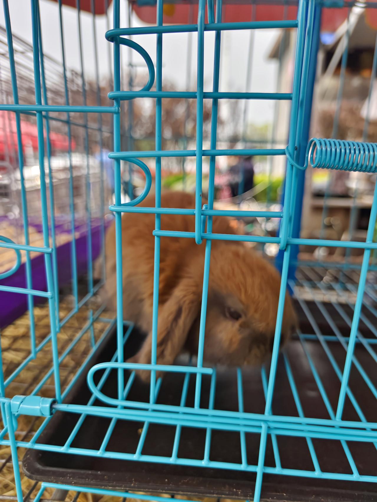 逛苏中集市，感受乡土风情，琳琅满目，应有尽有，目不暇接，市场繁荣，在这里都不是合