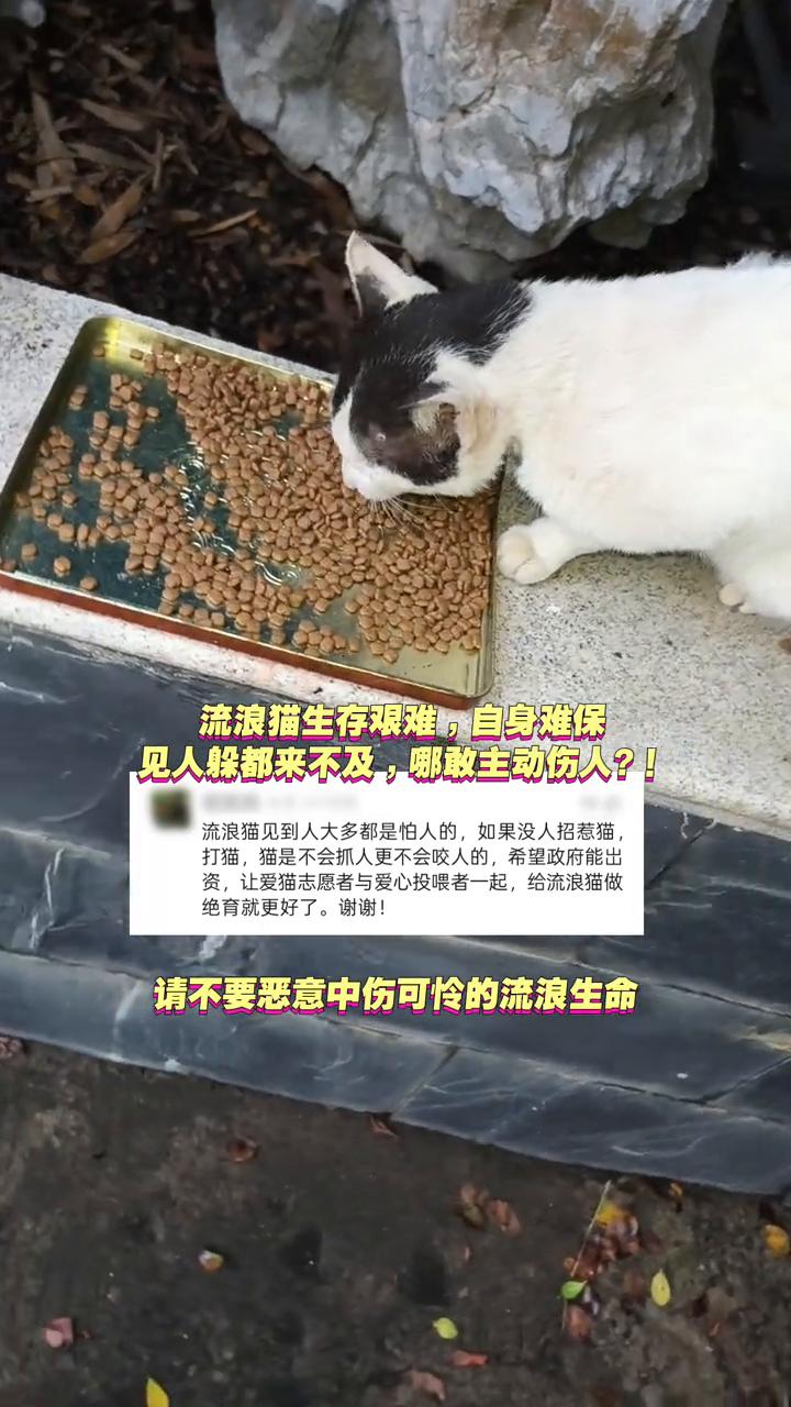 流浪猫生存艰难，自身难保，见人躲都来不及，哪敢主动伤人？
流浪猫见到人大多都是怕