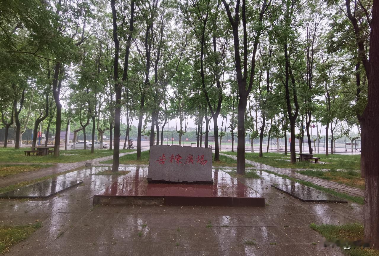 西北农林科技大学南校操场北边有一处苦楝广场，广场上矗立着100多棵苦楝树。此时，