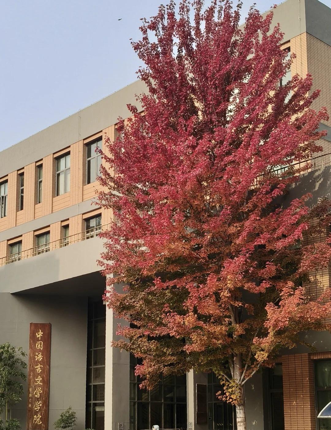 秋。
二外的秋是黄色的，北外的秋是红色的。又一年秋天 是逐渐变浓的秋 是秋天的尾