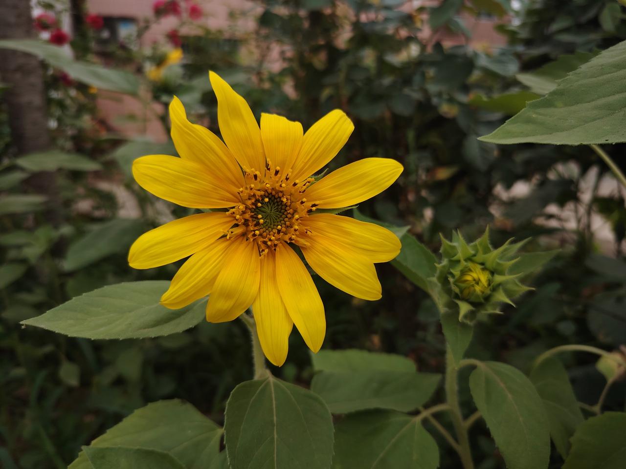 路边的几株向日葵🌻
（城固县龙头镇新光村）
