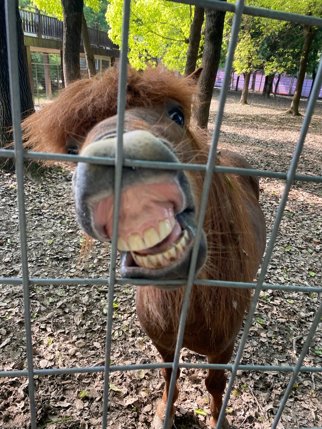 今日最抢镜😎🐴 