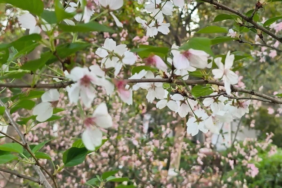 当时就用了在构图上找规律的法子，选了这精美一朵，用手机微距模式，手动对焦后拉低曝