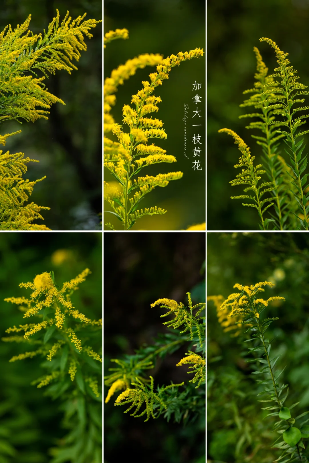 加拿大一枝黄花|秋日黄花