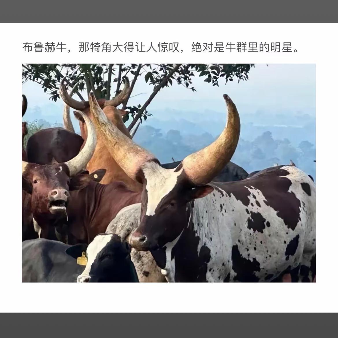 牛角如云耸，群中独显威。