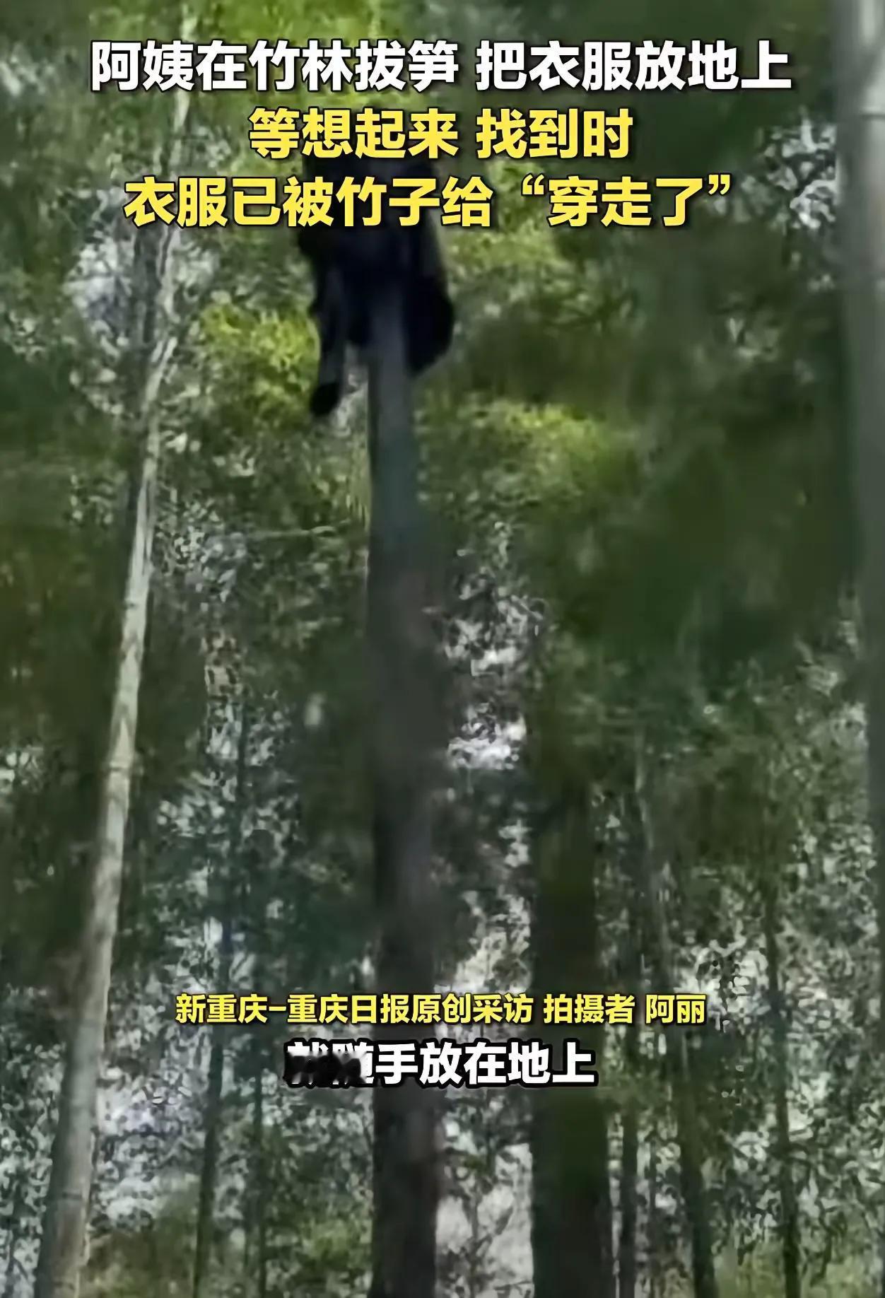 长知识了！竹子一天居然能长2米！一位阿姨在竹林拔笋，把衣服放地上，等想起来找到时