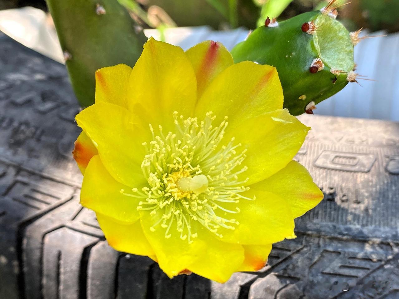 美到惊艳的仙人掌开花,你见过吗?仙人掌开花，惊艳了夏日时光，半个月了，每天都开花