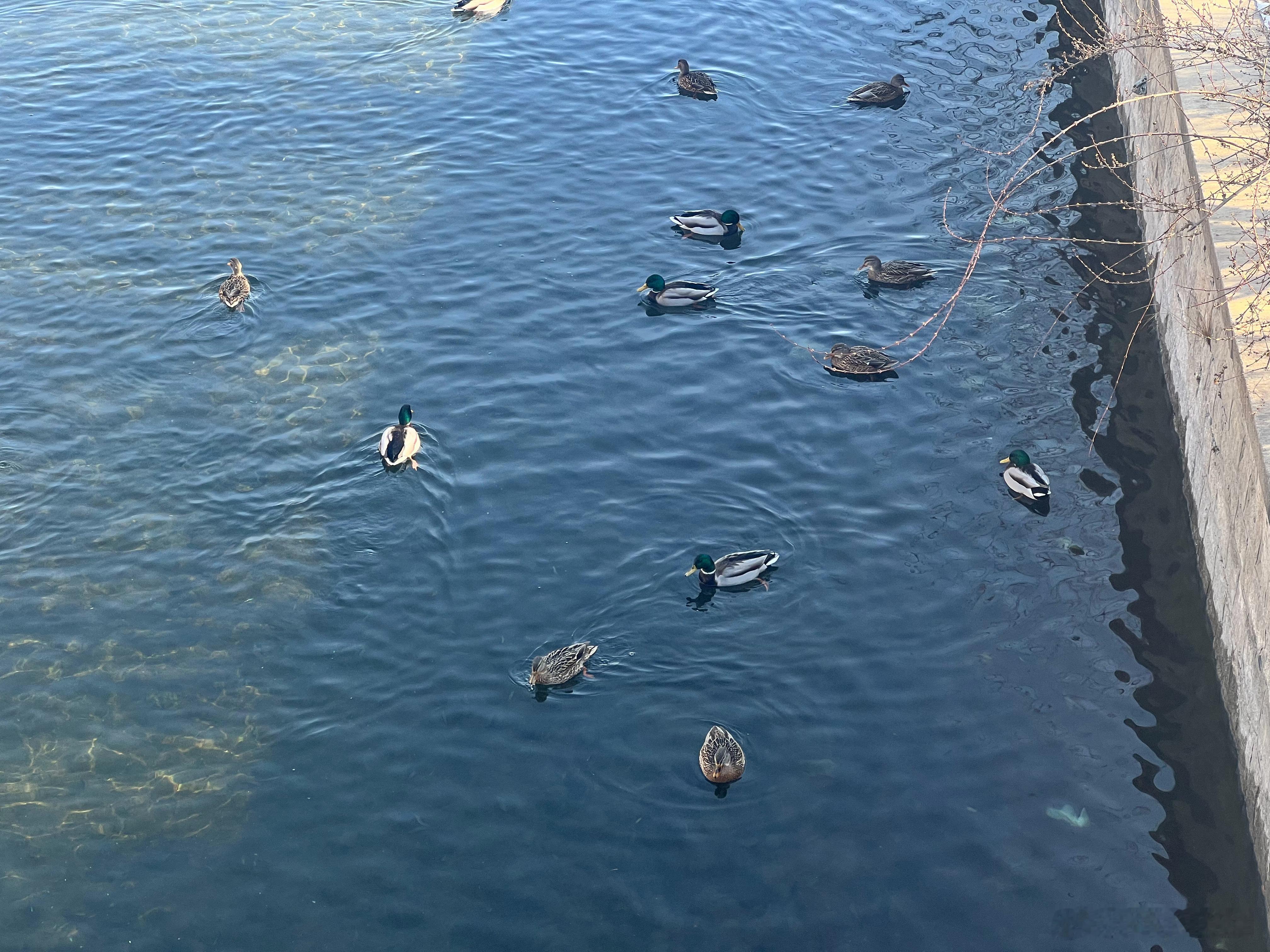 单位旁的鸭鸭…… 北京·元大都城垣遗址公园