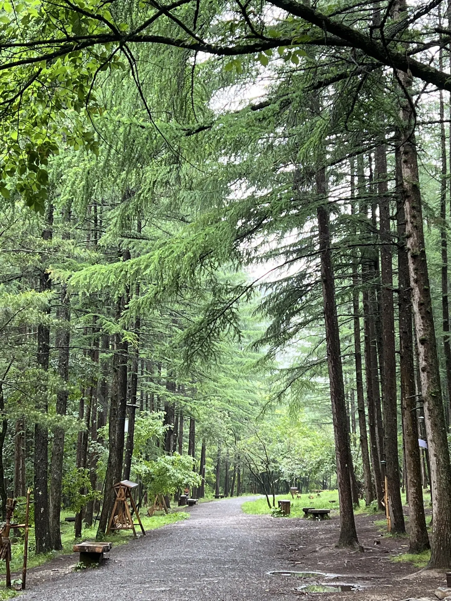 雨露森林 与自然同行