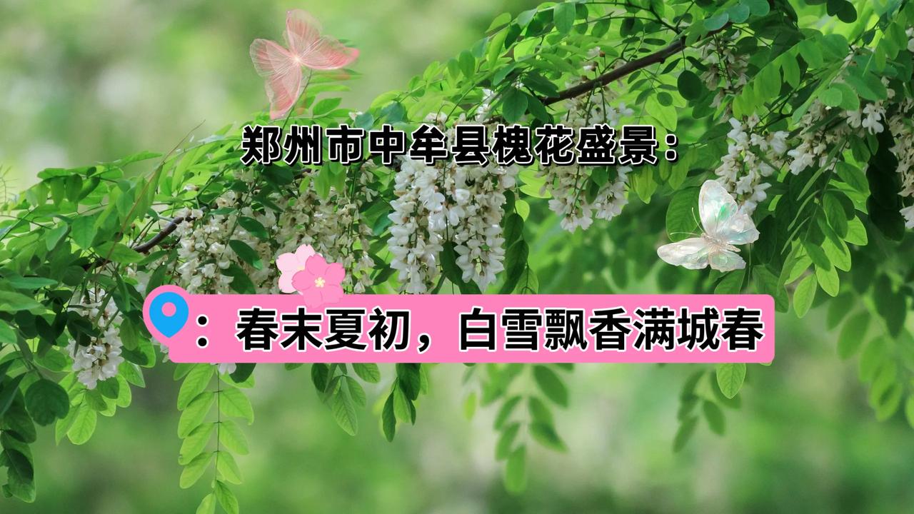 #随手拍春天#郑州市中牟县槐花盛景：春末夏初，白雪飘香满城春
郑州市中牟县，一片