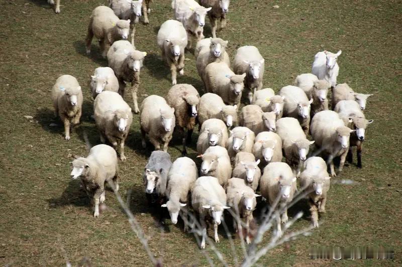 到了台湾省，我最想一头扎进夜市。像台北士林或饶河夜市，那混杂着盐酥鸡、蚵仔煎、大