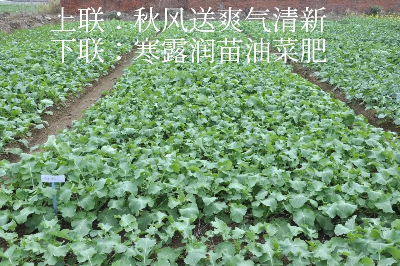 上联：秋风送爽气清新，
下联：寒露润苗油菜肥。
#上联：秋风送爽气清新，诚邀下联