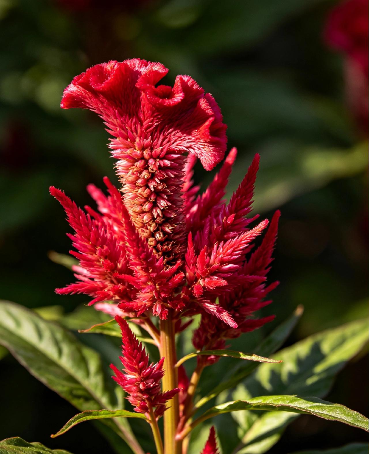 分享一下你拍的花朵