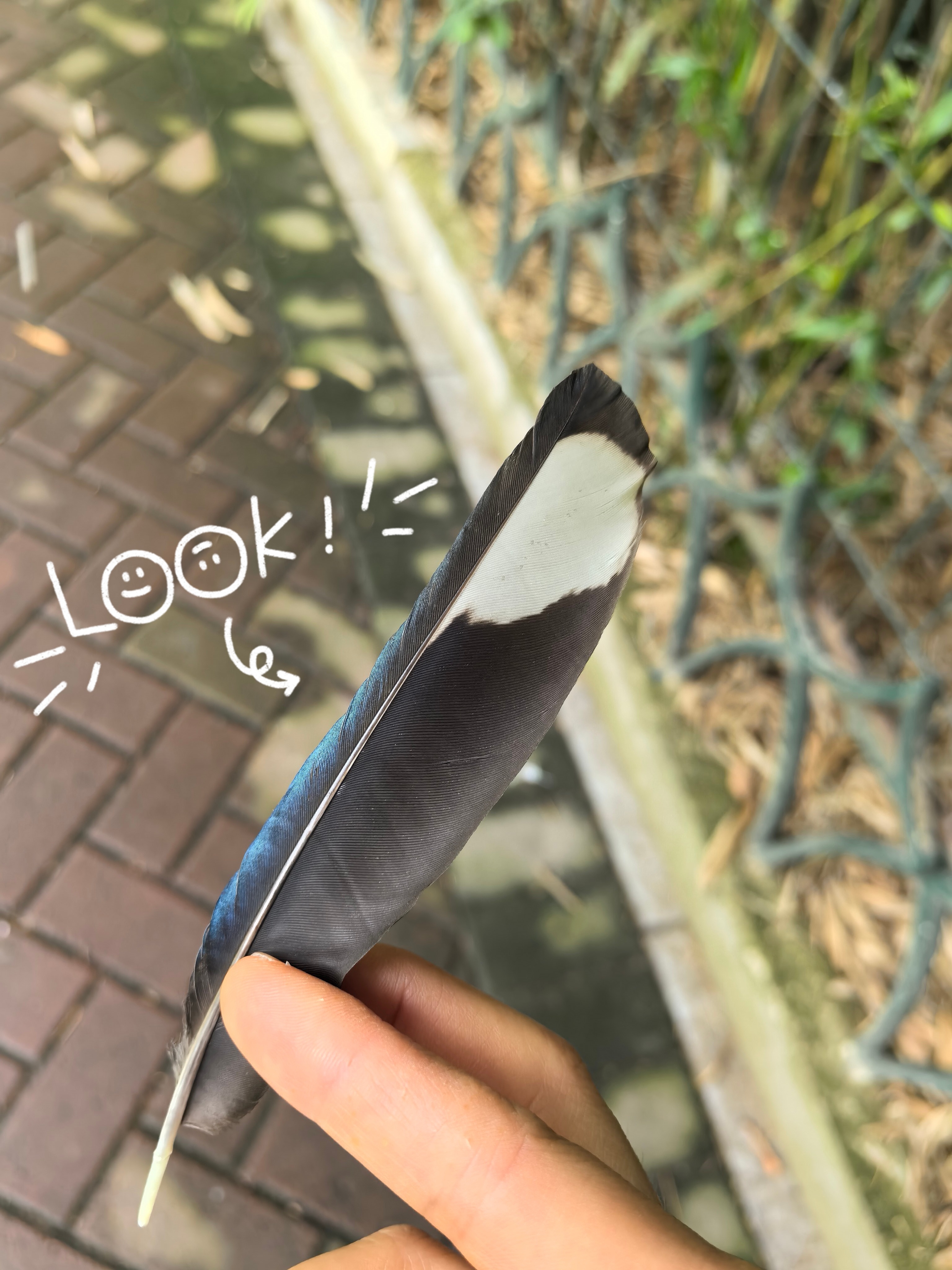 日常公园散步的时候，胖胖灰喜鹊的毛毛掉我头上了……(￣ω￣;)祝看见这条的大家近