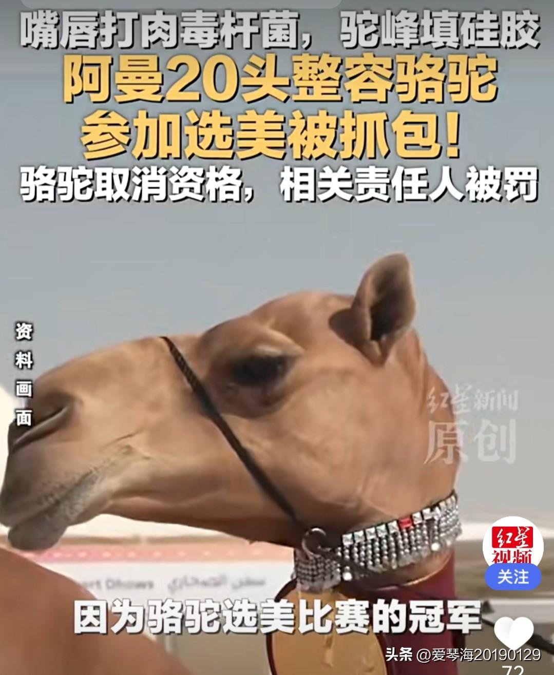 中东土豪们真会玩，整容整到了骆驼身上。近日，在阿曼举办的骆驼选美节上，有20头骆